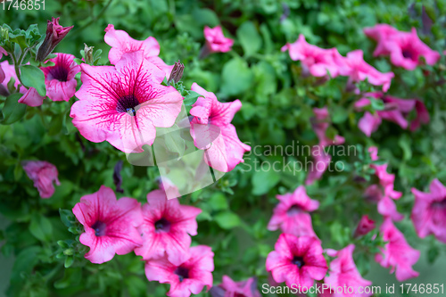 Image of flower Petunia Surfinia Pink Vein