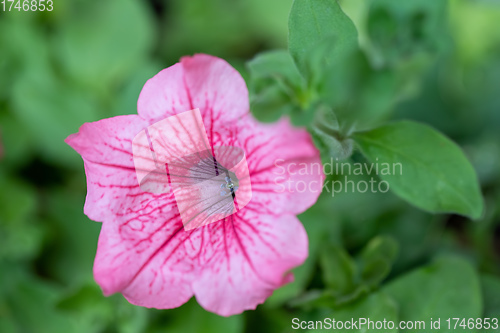 Image of flower Petunia Surfinia Pink Vein