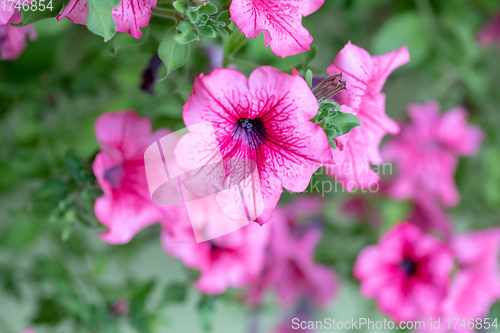 Image of flower Petunia Surfinia Pink Vein