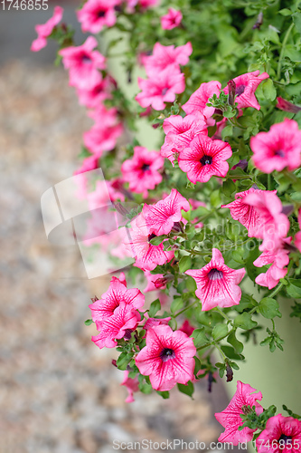 Image of flower Petunia Surfinia Pink Vein