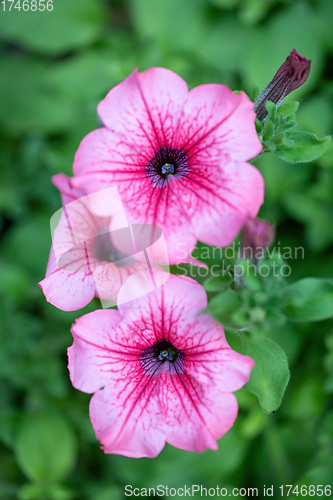 Image of flower Petunia Surfinia Pink Vein