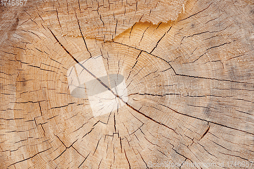 Image of wood slice grungy background