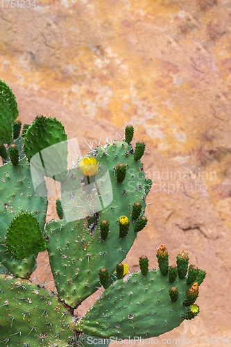 Image of Euphorbia cactus with flowers.