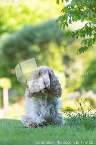 Image of Cocker Spaniel Dog Breed Is In The Grass