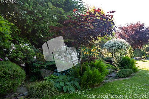 Image of summer garden with conifer trees