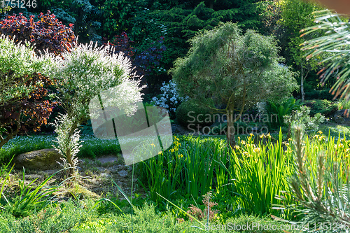 Image of summer garden with conifer trees