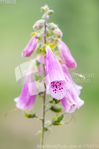 Image of pink flower Purple foxgloves, Digitalis purpurea