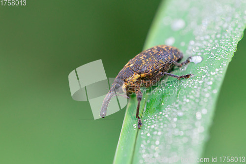 Image of Macro of Black Vine Weevil - Otiorhynchus sulcatus, Czech Wildlife