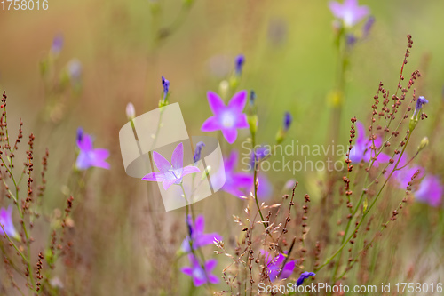 Image of flower campanula patula, wild flowering plant