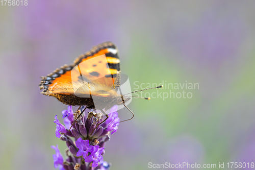 Image of Small tortoiseshell butterfly on lavender