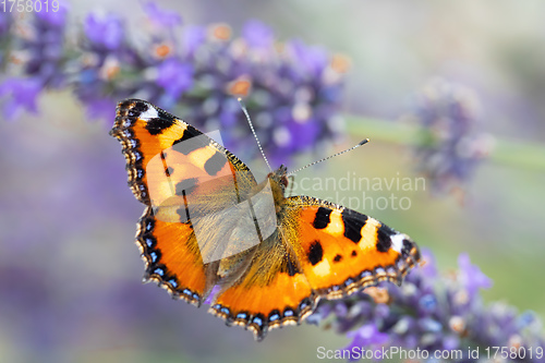 Image of Small tortoiseshell butterfly on lavender