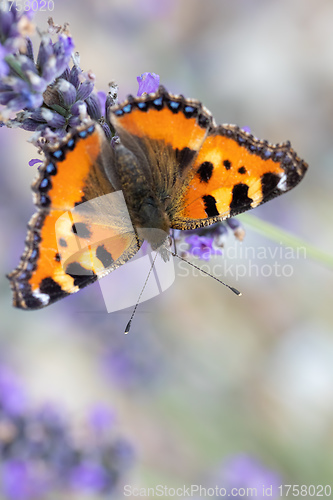 Image of Small tortoiseshell butterfly on lavender