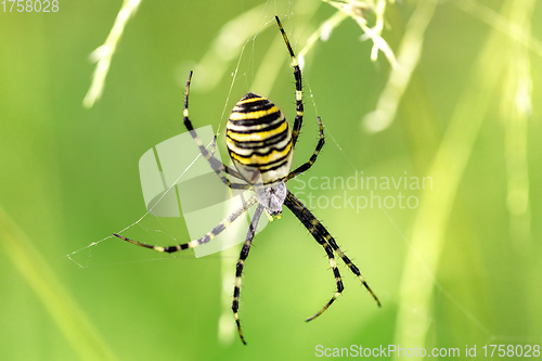 Image of Argiope bruennichi (wasp spider) on web