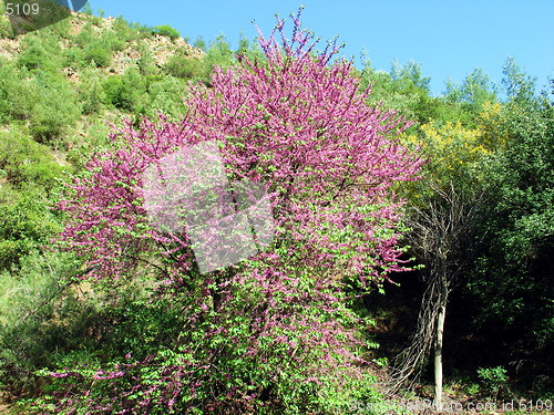 Image of Tree in pink. Cyprus