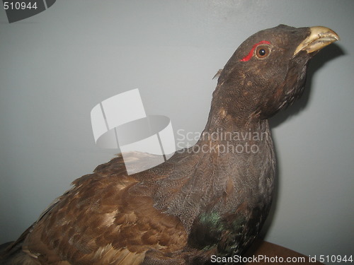 Image of Norwegian Capercaillie (Wood Grouse)