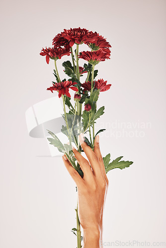 Image of Flowers in hand, woman and nature with manicure, nails care and natural, botanical flora isolated on studio background. Mockup space, chrysanthemum flower and blossom with Spring, floral and beauty