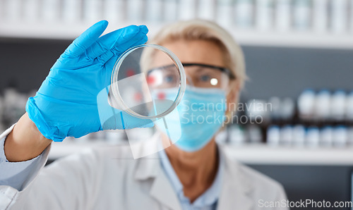 Image of Scientist with petri dish in hand and analysis of sample science study in lab, medical research and senior woman in face mask. Scientific innovation, biotechnology or pharmacy with glove for safety