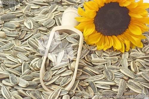 Image of Sunflower seeds