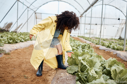 Image of Girl child, agriculture and farming in greenhouse with lettuce, fresh vegetables with sustainability and young trainee farmer. Healthy, harvest produce and learning, inspection of crops and ecology