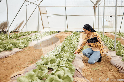 Image of Greenhouse, gardening and black woman for vegetables growth, agro business and farmer supply chain inspection. Farming, plants management and eco friendly person for lettuce or food quality assurance