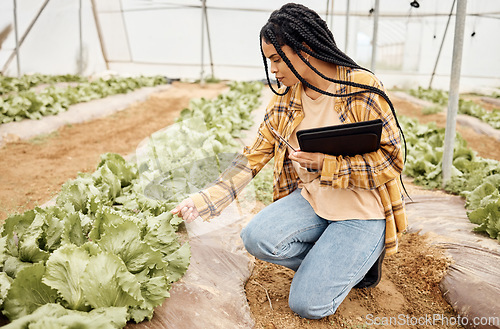 Image of Greenhouse, inspection and black woman vegetables growth checklist, agro business and farmer market progress. Farming, gardening and sustainability person with portfolio for lettuce quality assurance