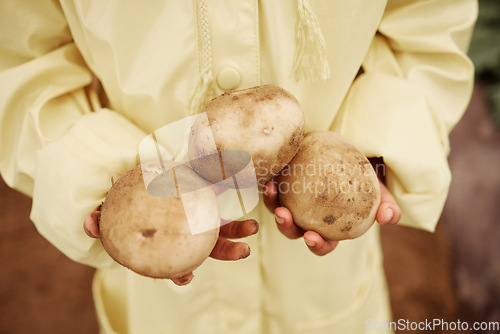 Image of Child, hands or harvesting potatoes in farming greenhouse, agriculture field or nature environment growth or sustainability. Zoom, girl or farmer kid and ground vegetables for learning about garden