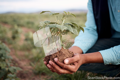 Image of Black man, hands and planting in soil agriculture, sustainability farming or future growth planning in climate change support. Zoom, farmer and green leaf plants in environment, nature or countryside