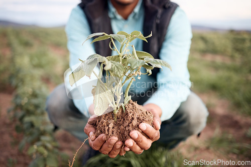 Image of Farmer, hands and planting in soil agriculture, sustainability farming or future growth planning in climate change support. Zoom, black man and green leaf plants in environment, nature or countryside