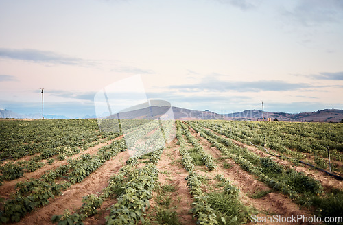 Image of Farm, landscape or green plants growth on sustainability nature, agriculture field or countryside environment. Vegetables, crops or produce on farming garden for food, healthcare or wellness industry