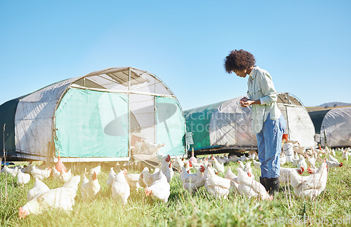 Image of Agriculture, farming and black woman with chickens in sustainability, eco friendly and free range industry. Sustainable, small business owner or farmer or person with animal care on countryside land
