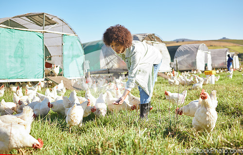 Image of Agriculture, farming and woman feeding chickens in sustainability, eco friendly and free range industry. Sustainable, small business owner or agro worker, farmer or person animal care in countryside