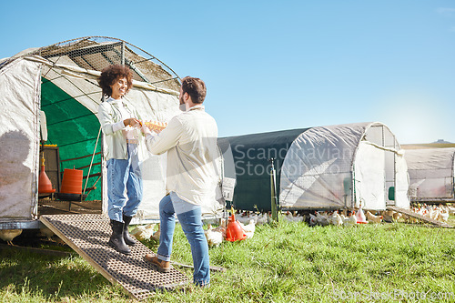 Image of Couple, farmer and agriculture, chicken and eggs, poultry farming and nature in organic free range agro business. People, team and livestock, animal on farm and sustainability with quality assurance