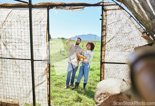 Image of Couple farming, eggs and agriculture, chicken and inspection of greenhouse, quality assurance of poultry. People outdoor, agro business and organic, sustainability with livestock and animals on farm