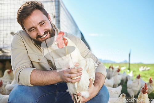 Image of Chicken, farmer and man on livestock farm for sustainable, agriculture and environmental farming. Eco friendly, organic and agro male with poultry animal for his industry business in the countryside.