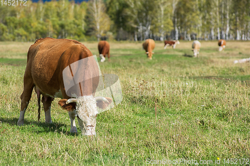 Image of Cows in the grass