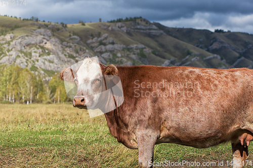 Image of Cows in the grass