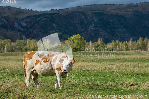 Image of Cows in the grass