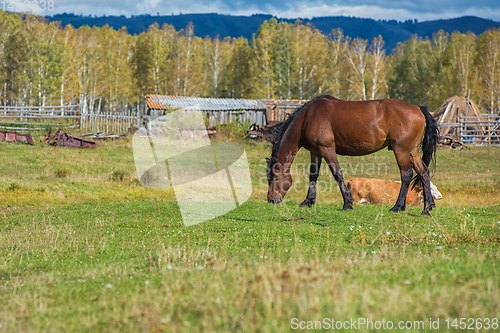 Image of Wild horses in Altai mountain