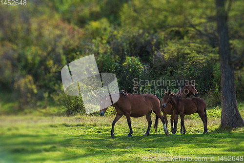 Image of Wild horses in Altai mountain