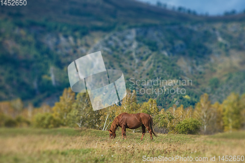 Image of Wild horses in Altai mountain