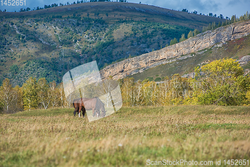 Image of Wild horses in Altai mountain