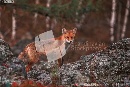 Image of Curious red fox in its natural habitat.
