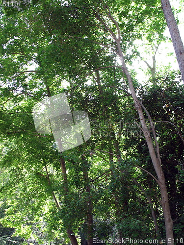 Image of Sunny trees