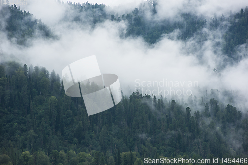 Image of Forested mountain slope