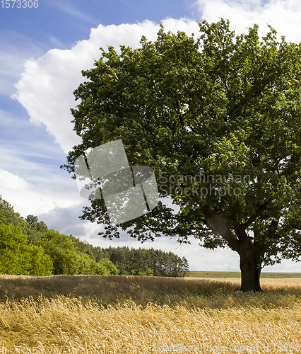 Image of oak lonely growing