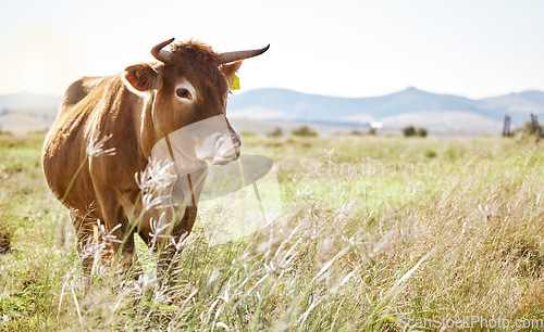 Image of Cow, farm and mockup with a cattle eating in a field for agriculture or sustainability in nature. Animal, bull and dairy or beef farming with a bovine mammal grazing on natural growth outdoor