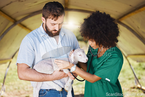 Image of Farm, healthcare and veterinary team with lamb for checkup, health inspection and medical care. Farming, agriculture and black woman and man with stethoscope for animal consultation in countryside