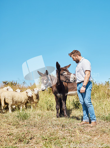 Image of Farming, animals and man with cattle on a field for agriculture, sustainability and entrepreneurship. Farm, sheep and farmer with a donkey and a pony on the countryside for sustainable living