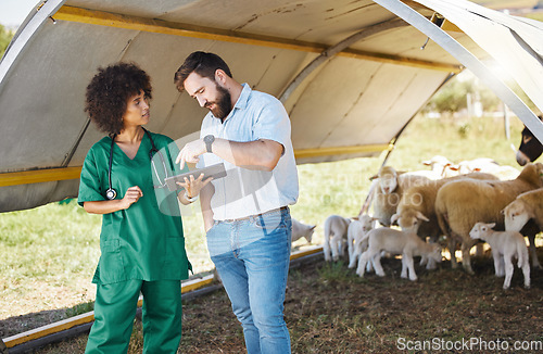 Image of Vet, tablet and farmer or people with sheep medical data, results or online review for healthcare inspection. 5g tech, farming and agriculture animals with black woman nurse and small business owner