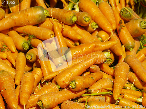 Image of fresh carrots